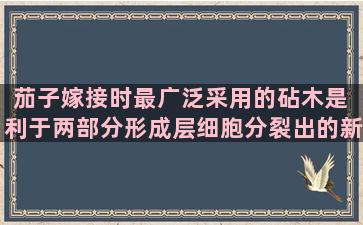 茄子嫁接时最广泛采用的砧木是 利于两部分形成层细胞分裂出的新细胞